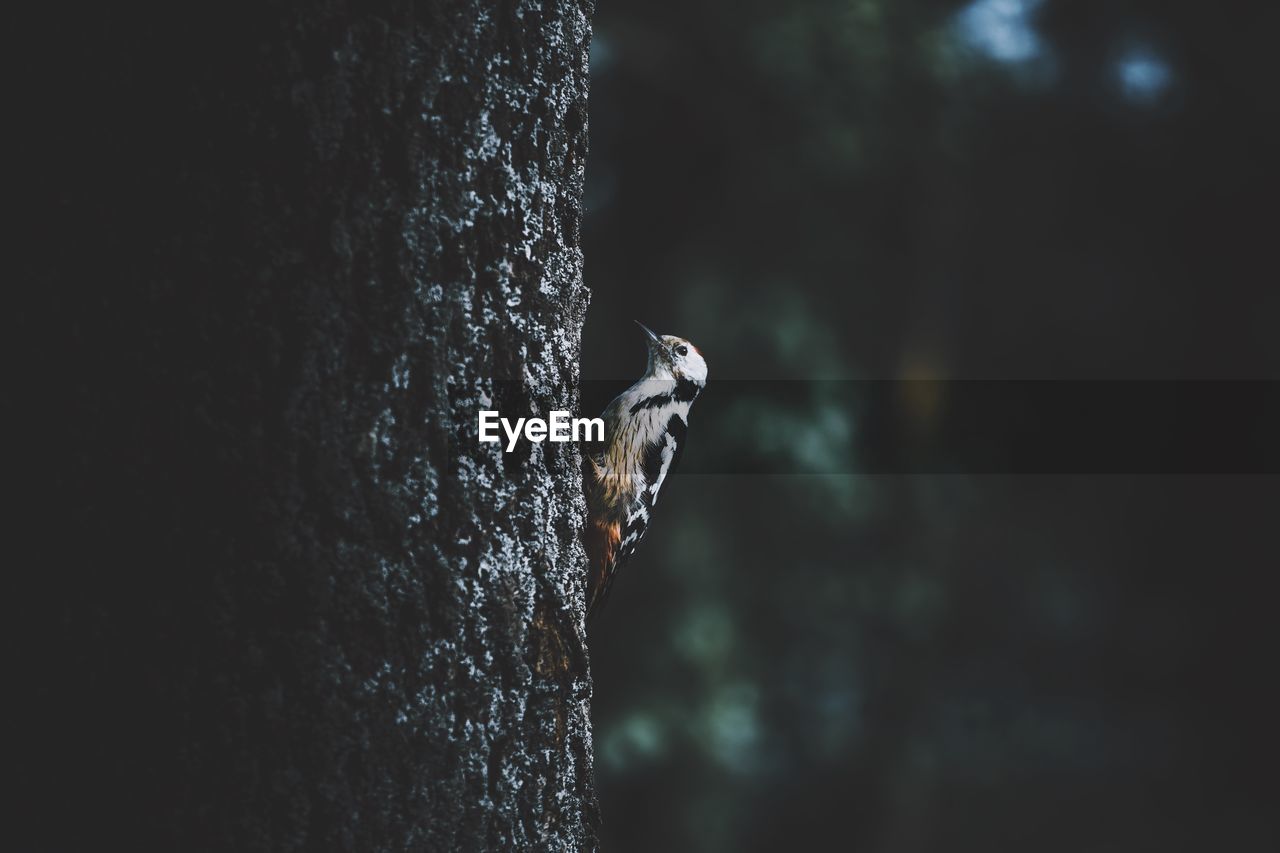 Close-up of bird on tree trunk