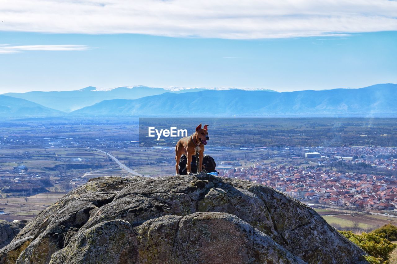 Dog on mountain against sky