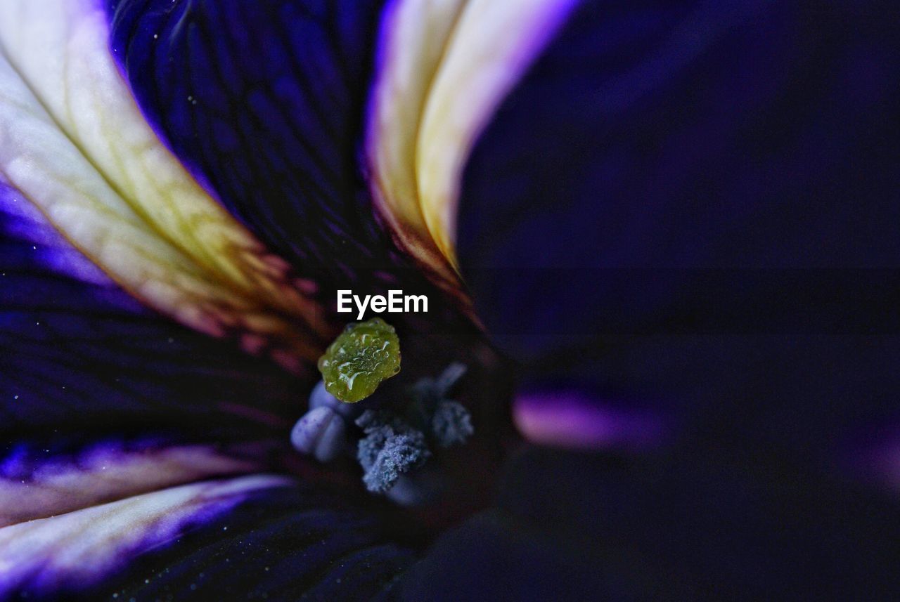 CLOSE-UP OF WATER DROP ON PURPLE FLOWER