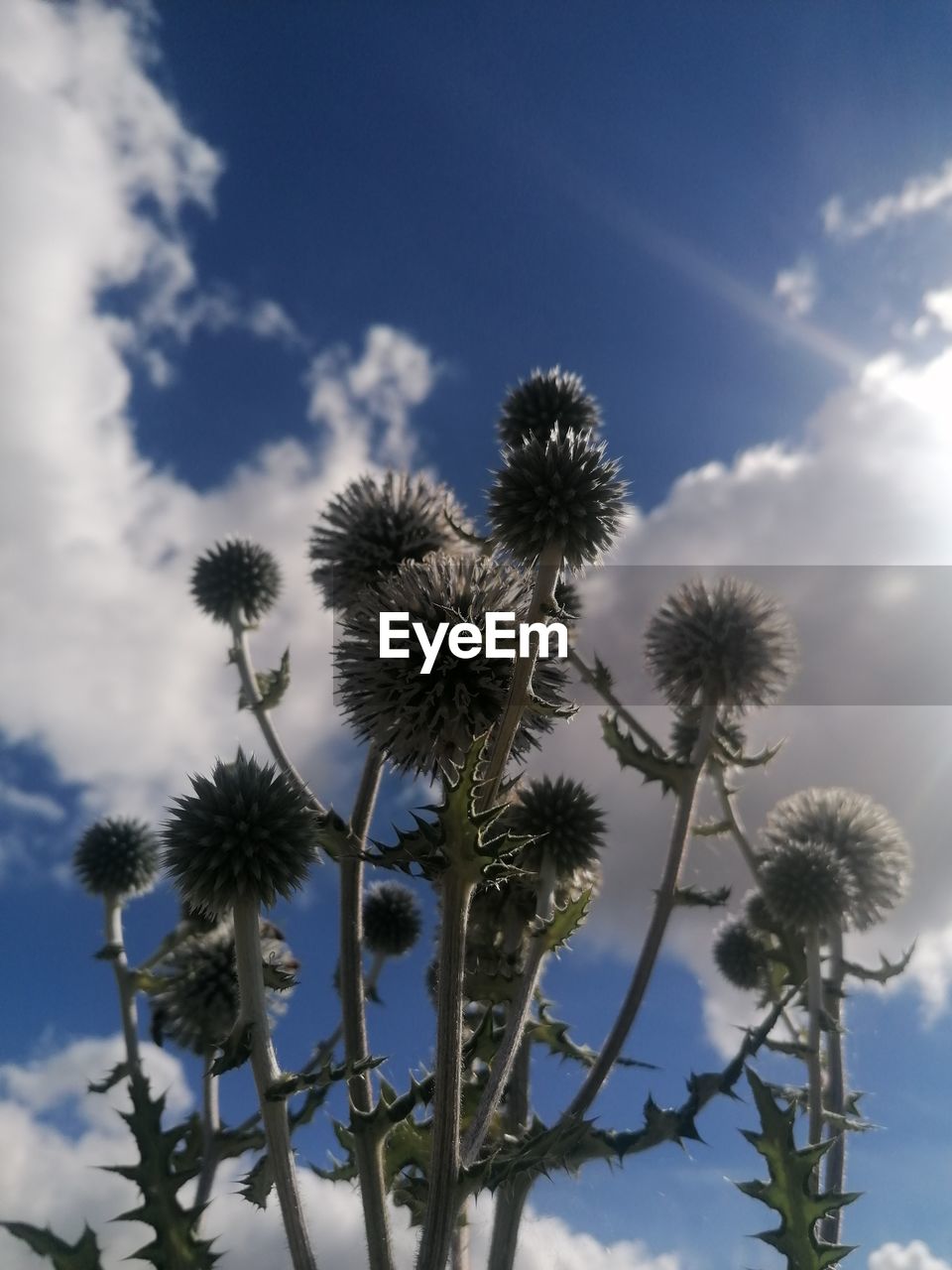 plant, sky, cloud, nature, flower, flowering plant, low angle view, beauty in nature, no people, growth, tree, thistle, freshness, outdoors, blue, day, tranquility, palm tree, field, environment, flower head
