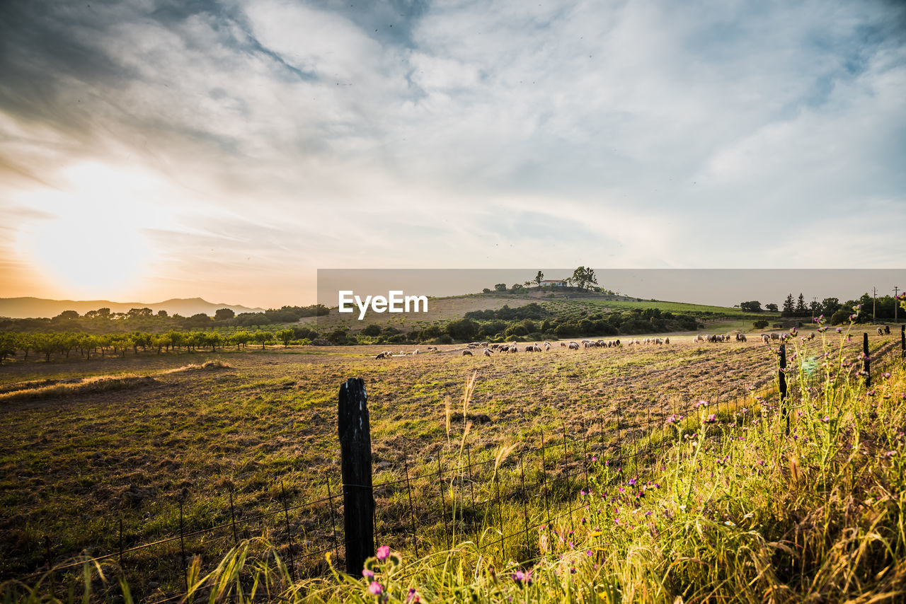 Scenic view of agricultural field against sky