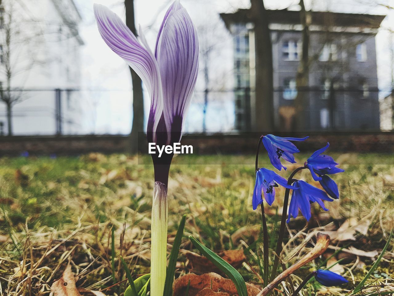 CLOSE-UP OF PURPLE CROCUS FLOWERS