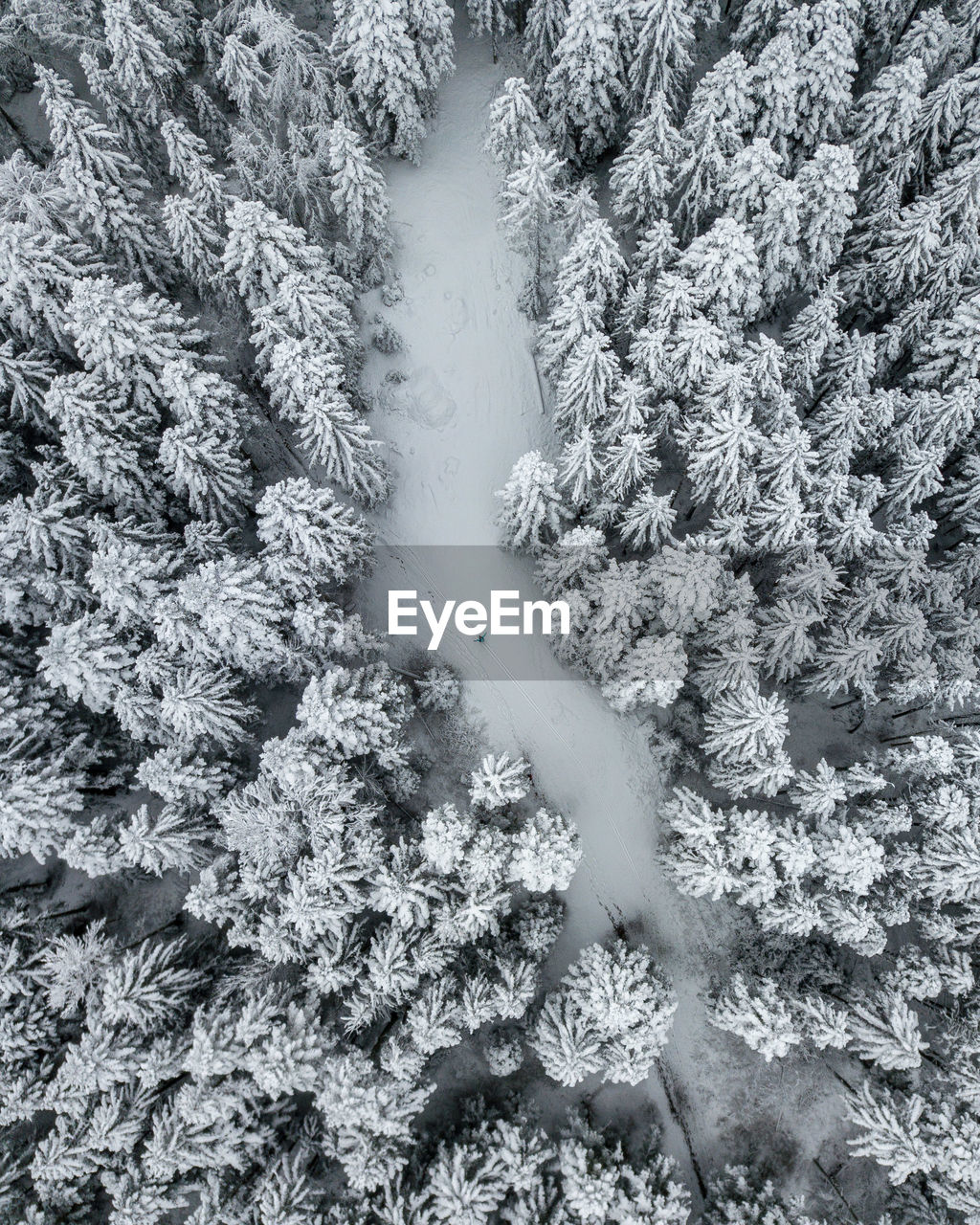 CLOSE-UP OF SNOW ON PLANTS