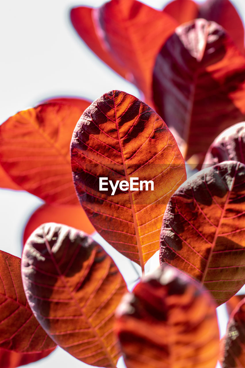 Low angle view of sunlight backlit autumnal leaves