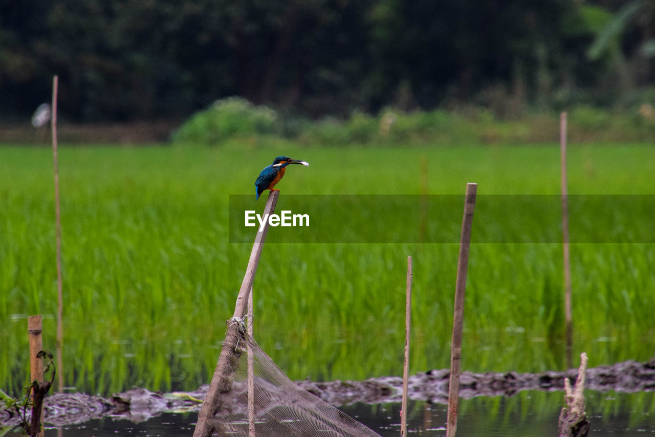 VIEW OF BIRD PERCHING ON A FIELD