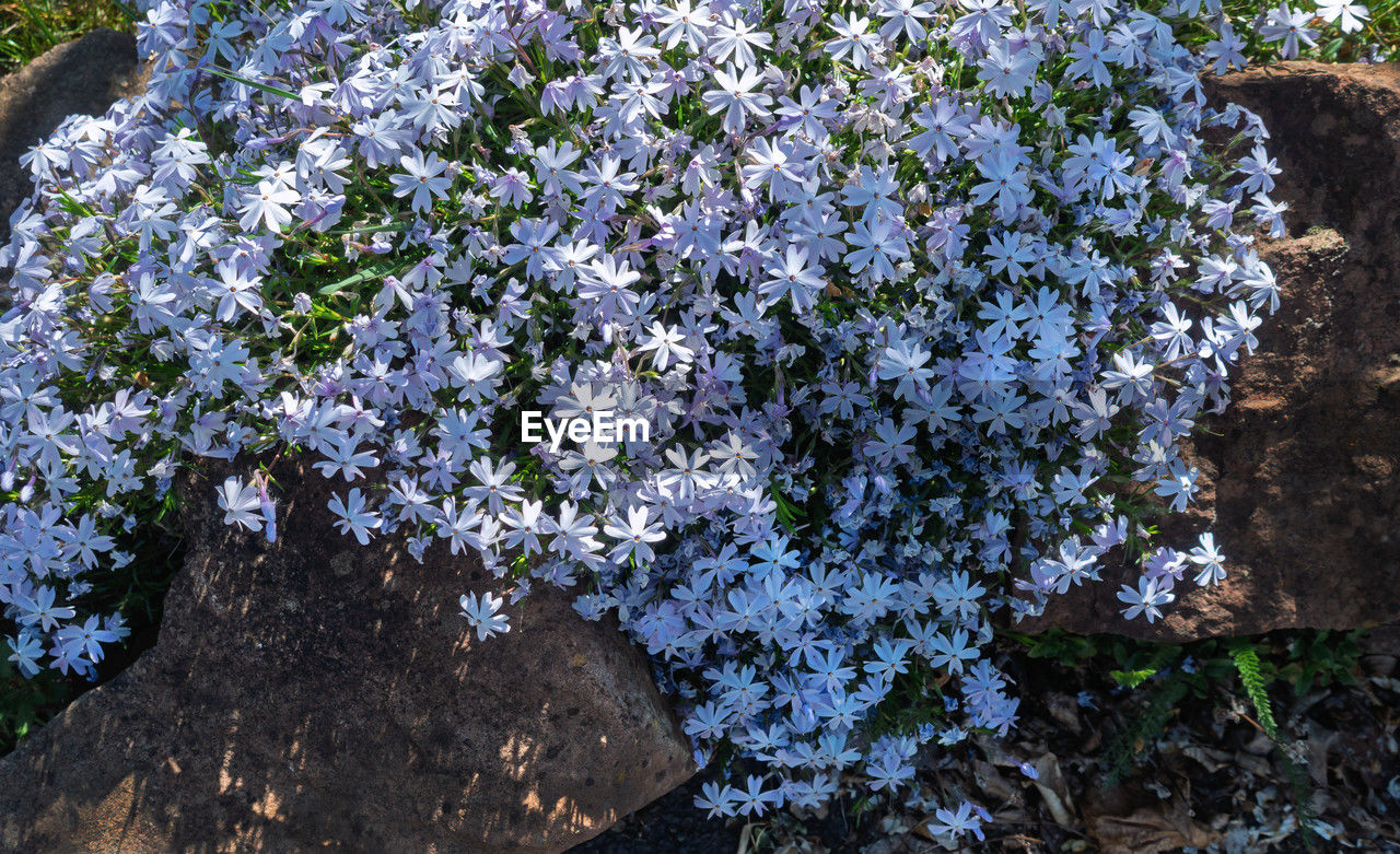 plant, flower, flowering plant, growth, beauty in nature, nature, freshness, day, fragility, no people, high angle view, white, shrub, tree, garden, blossom, outdoors, close-up, sunlight, land, botany, springtime