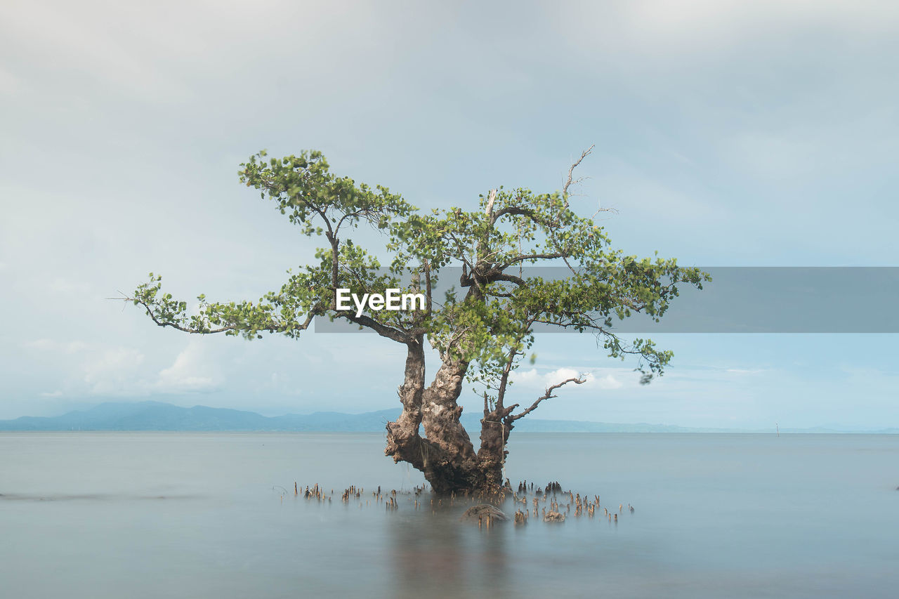 TREE ON LANDSCAPE AGAINST SEA