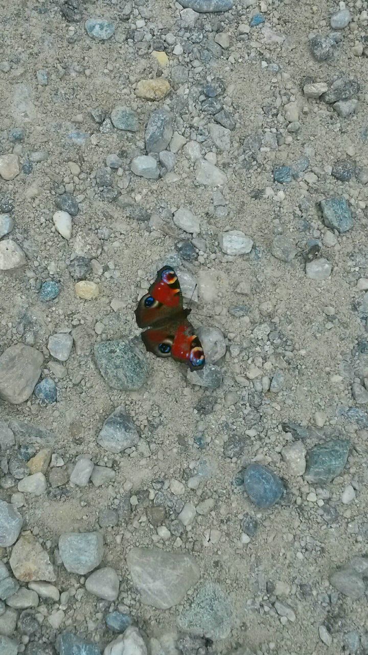 High angle view of butterfly on field