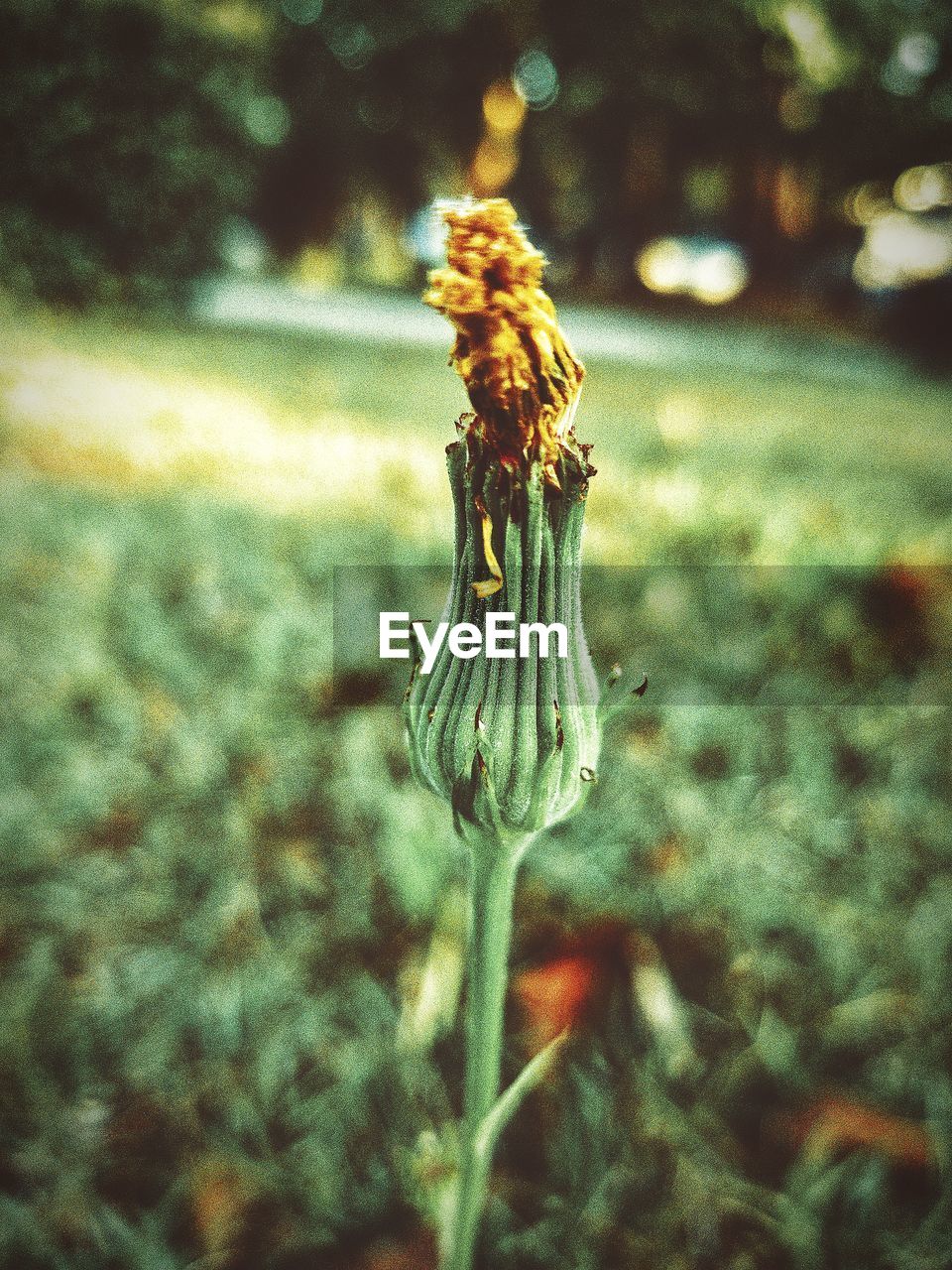 Close-up of wilted flower on field