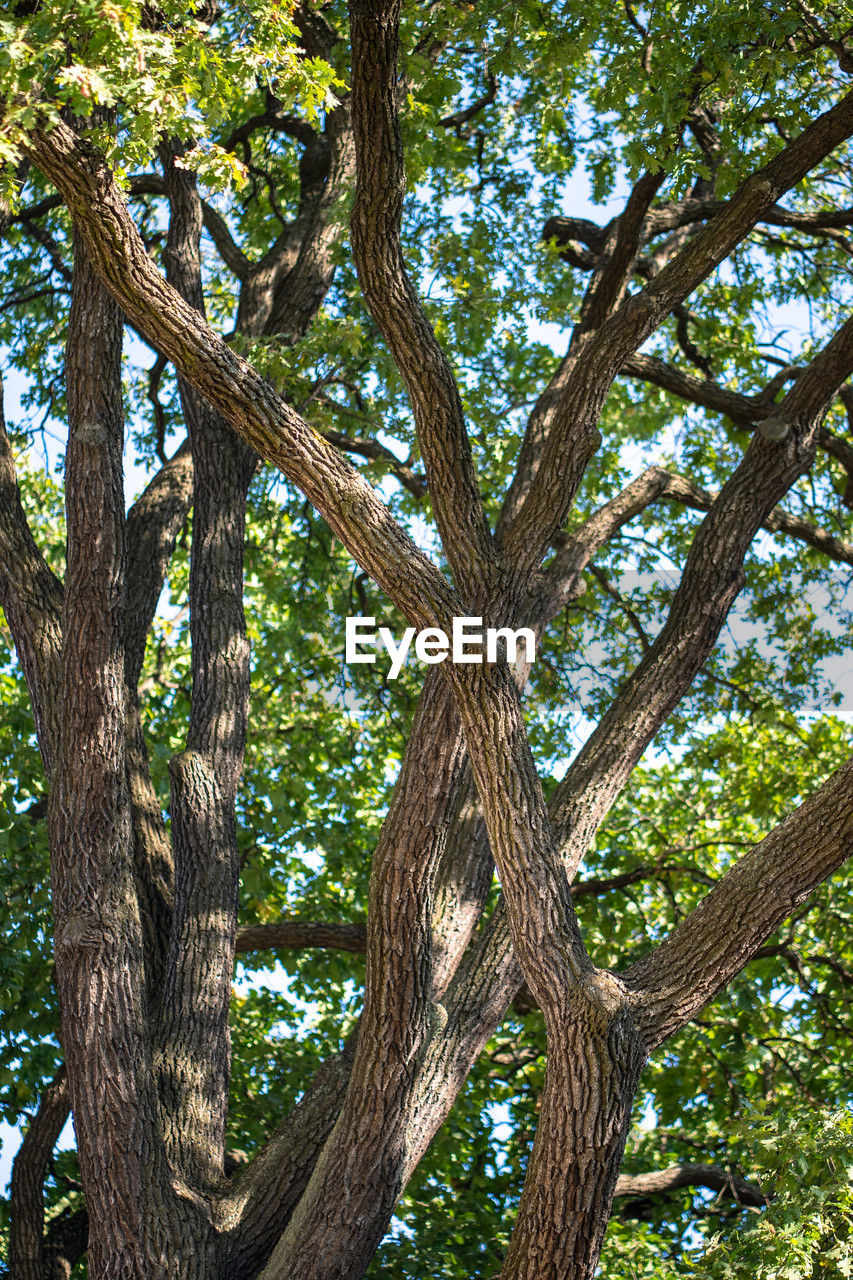 tree, plant, branch, low angle view, tree trunk, nature, growth, trunk, leaf, no people, flower, beauty in nature, woodland, day, outdoors, forest, tranquility, grove, land, green, environment, sky, plant part, jungle