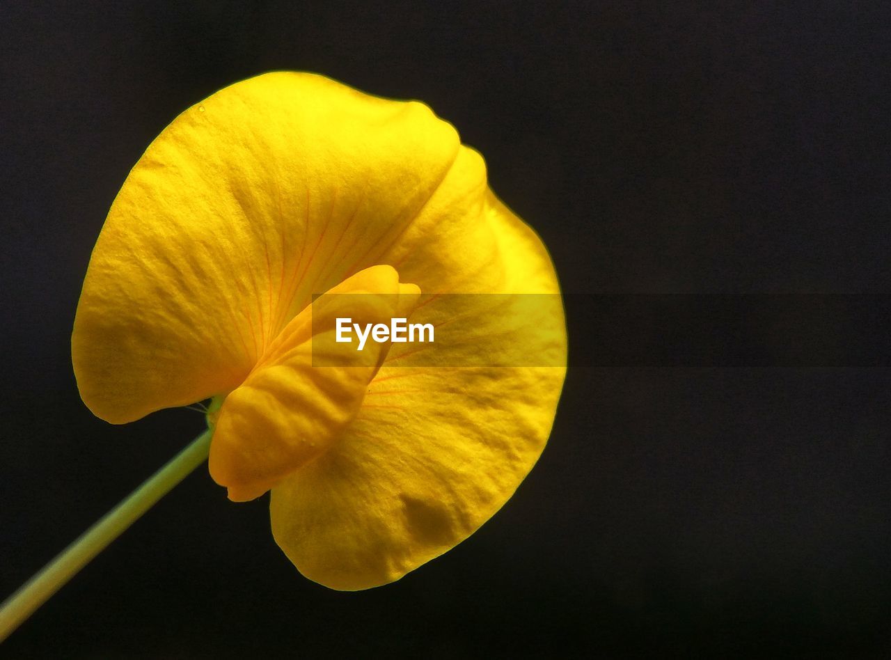 Close-up of yellow flower against black background