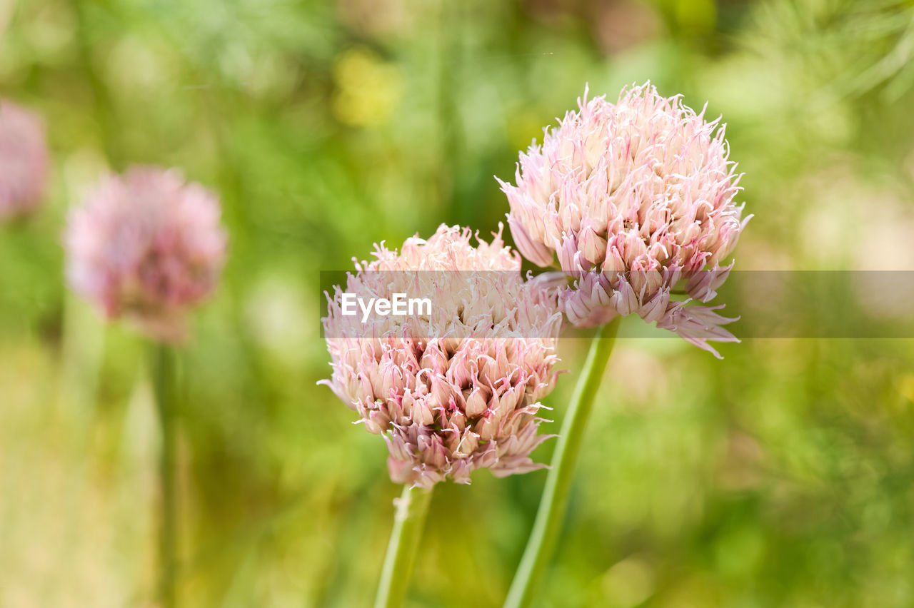 CLOSE-UP OF PINK FLOWER