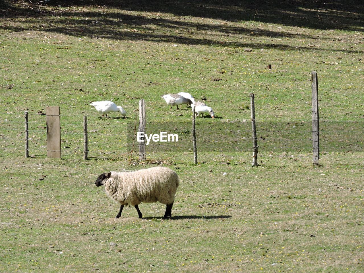 VIEW OF SHEEP ON GRASSY FIELD