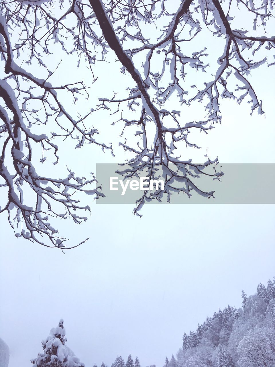 LOW ANGLE VIEW OF TREE AGAINST SKY