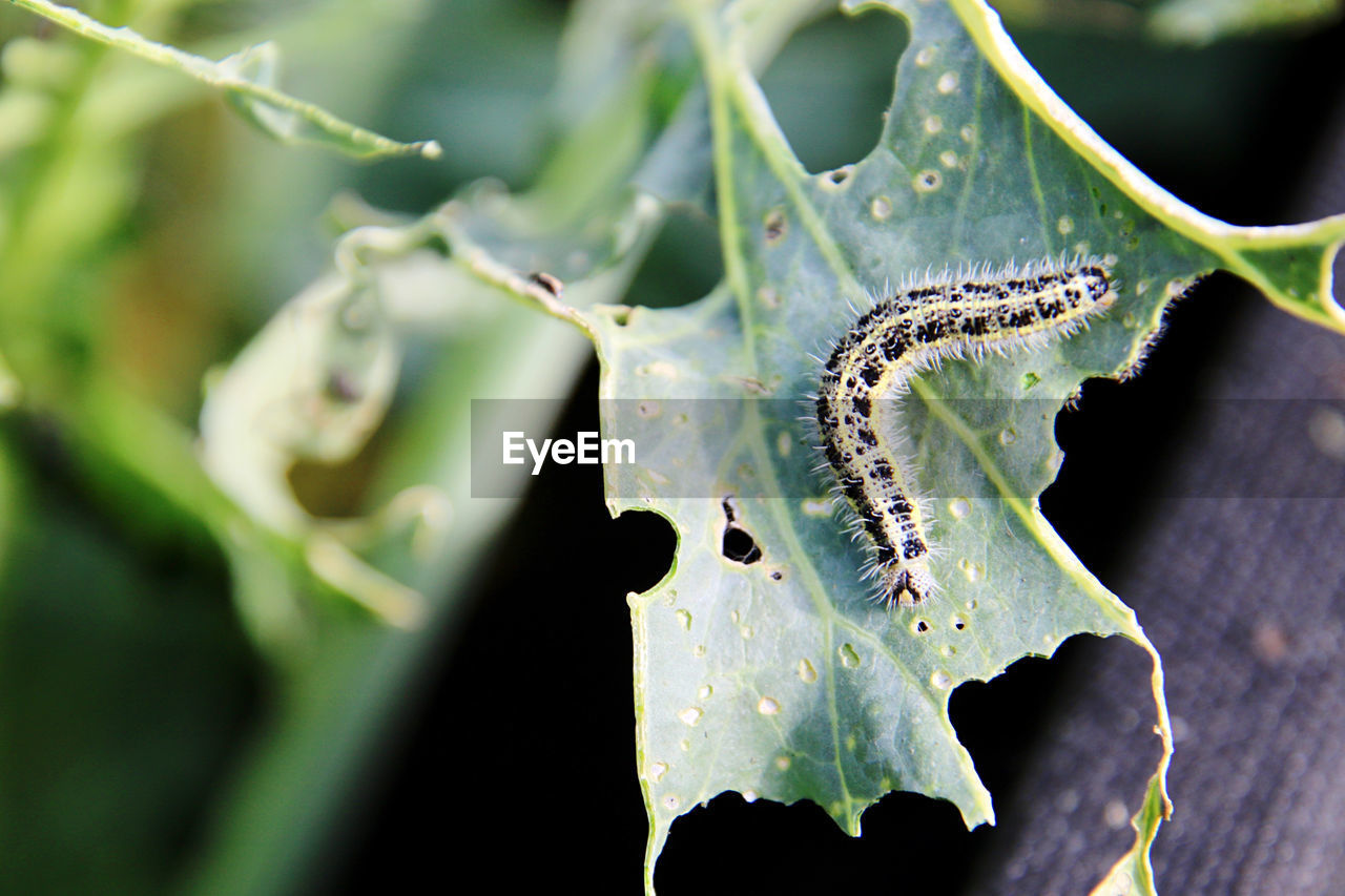 CLOSE-UP OF FLY ON PLANT DURING RAINY SEASON