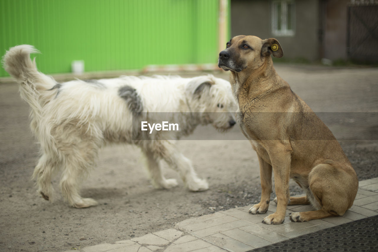 Dogs get to know each other. two stray dogs on street. animals are friends. pets without owners.