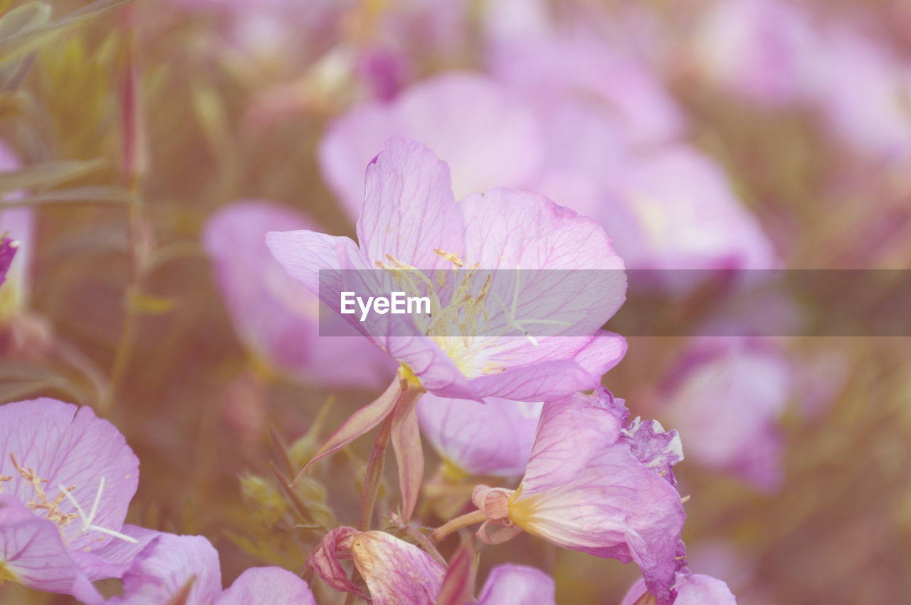 Close-up of pink flowers