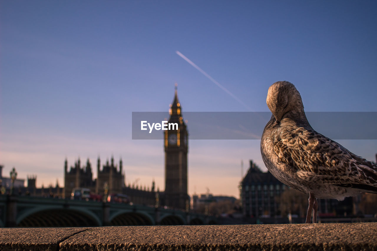 Seagull preening on retaining wall against sky during sunset