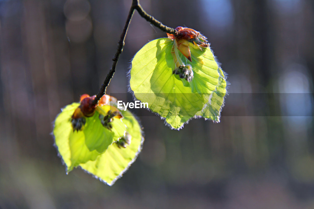 Spring green in the beech forest