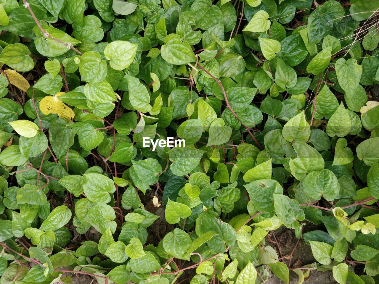 FULL FRAME SHOT OF LEAVES ON FIELD