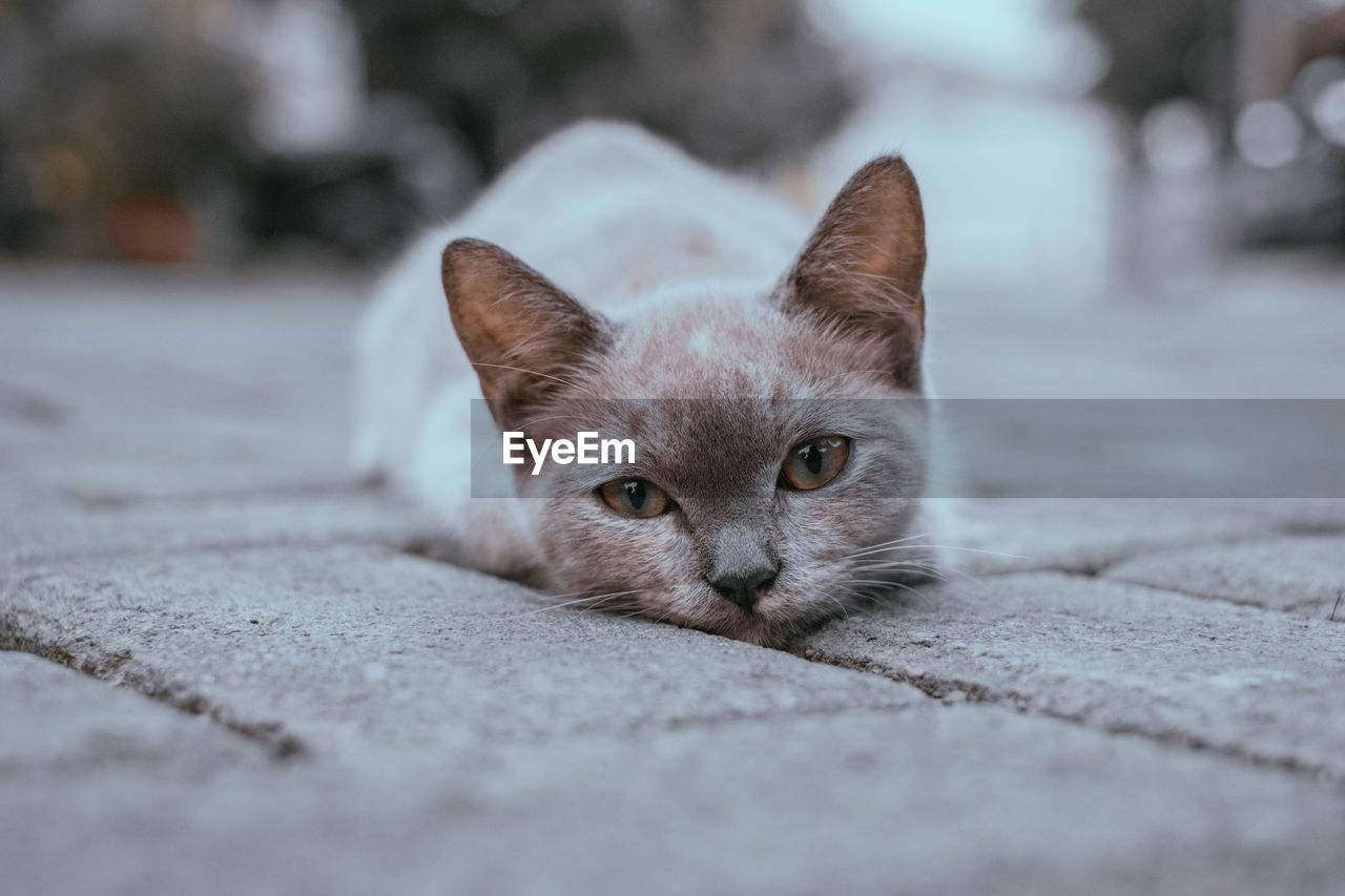 Portrait of a brown kitten lying on the side of the road