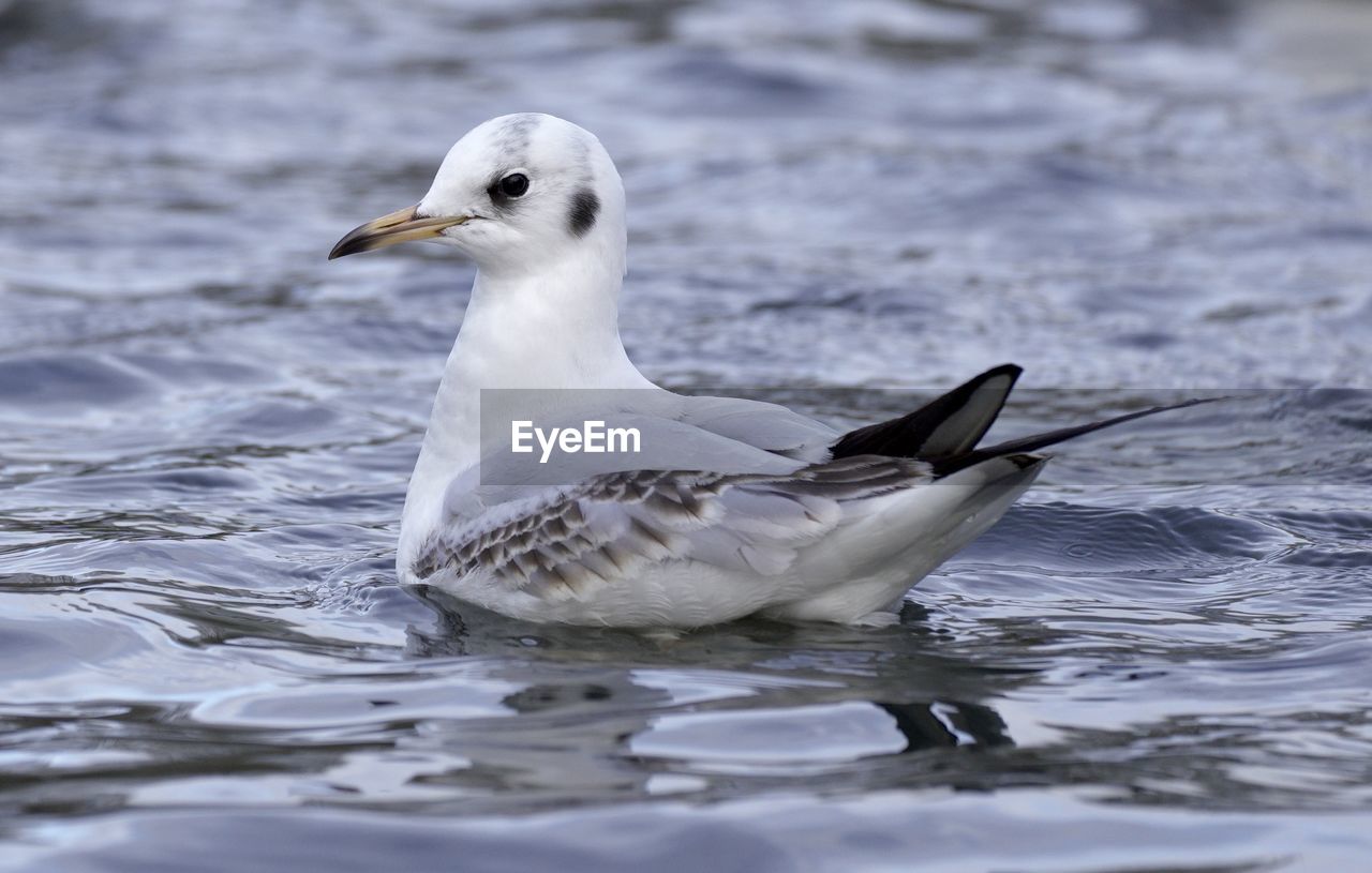 close-up of seagull flying over lake