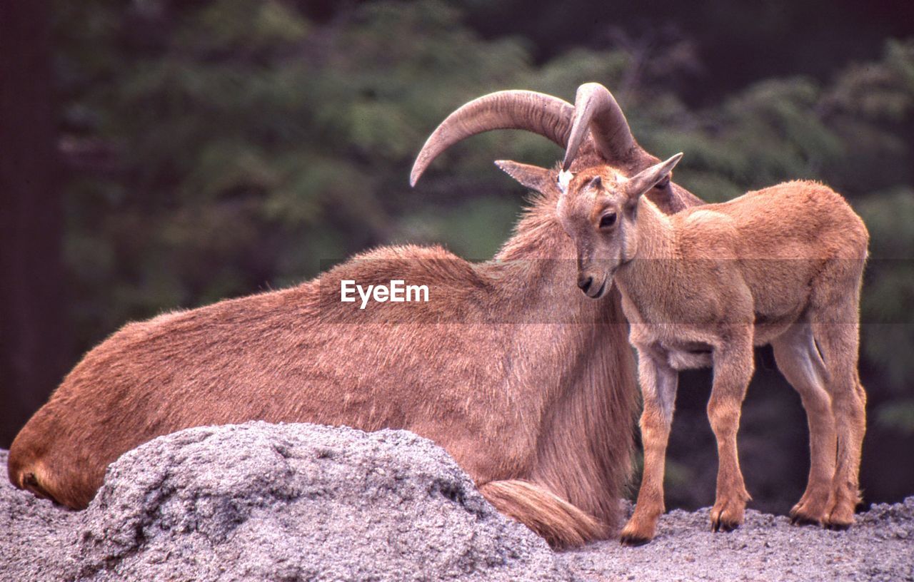 Brown mountain goats on rock formation at toronto zoo