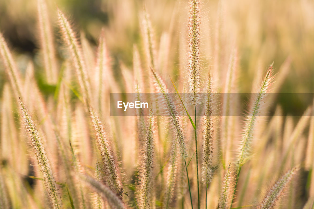 Close-up of wheat growing on field