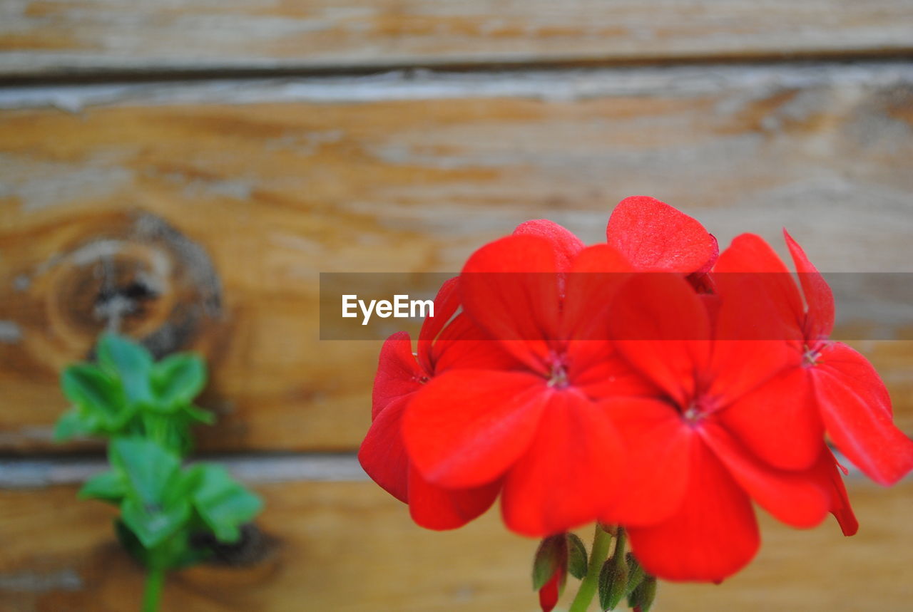 CLOSE-UP OF RED FLOWERS BLOOMING IN INDOORS