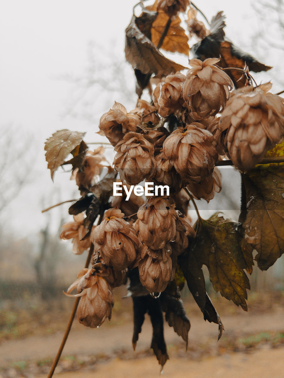 tree, leaf, nature, dry, autumn, plant, wood, focus on foreground, conifer cone, no people, outdoors, day, brown, land, winter, beauty in nature, food, plant part, flower, dead plant, close-up