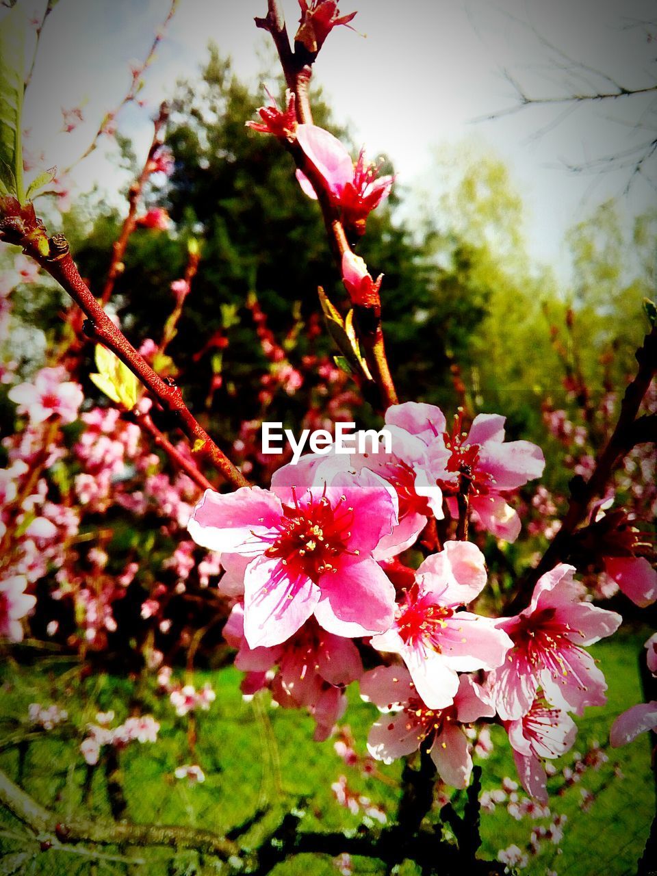 CLOSE-UP OF FRESH PINK FLOWERS BLOOMING IN TREE