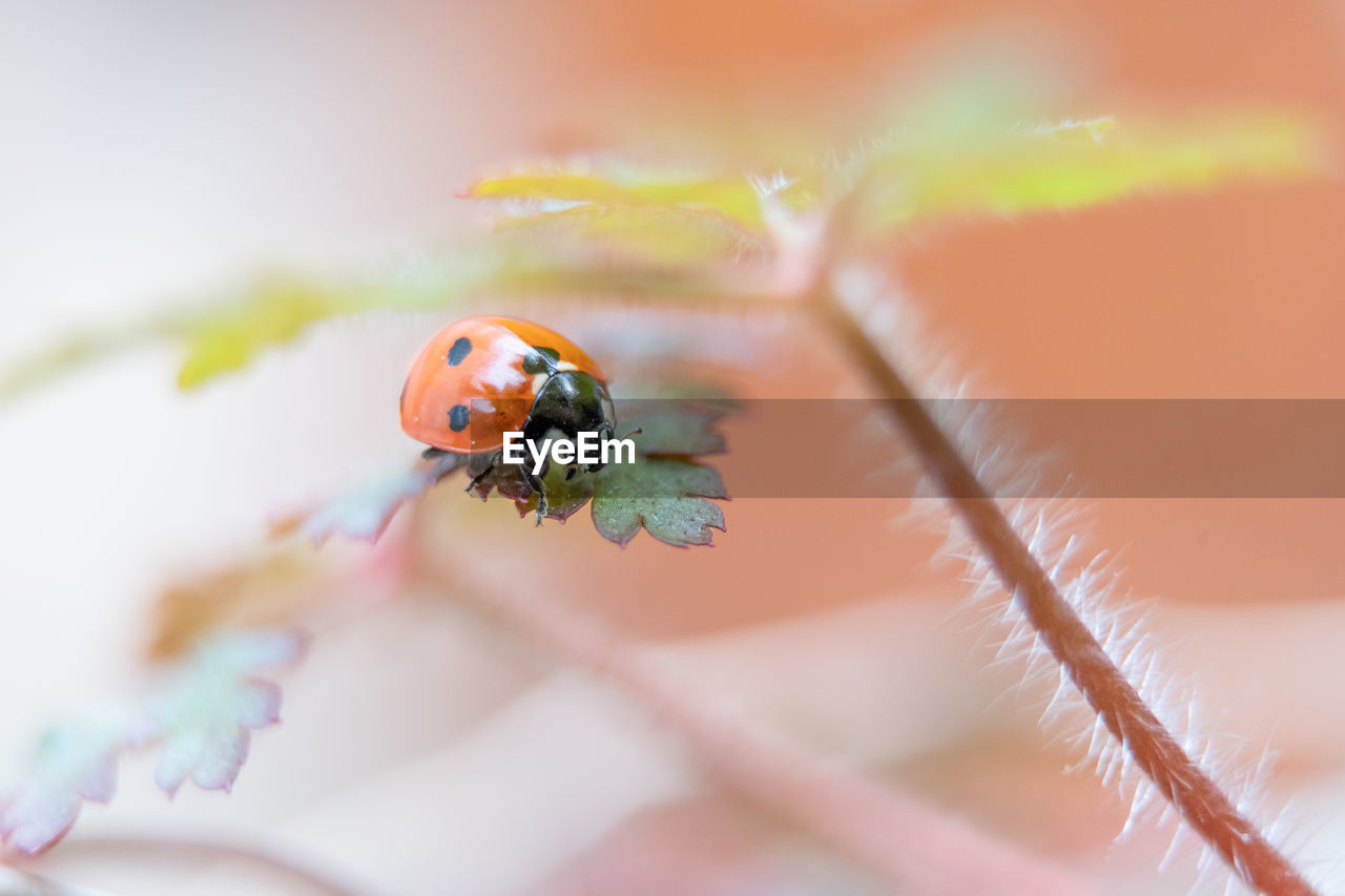 Close-up of ladybug on flower