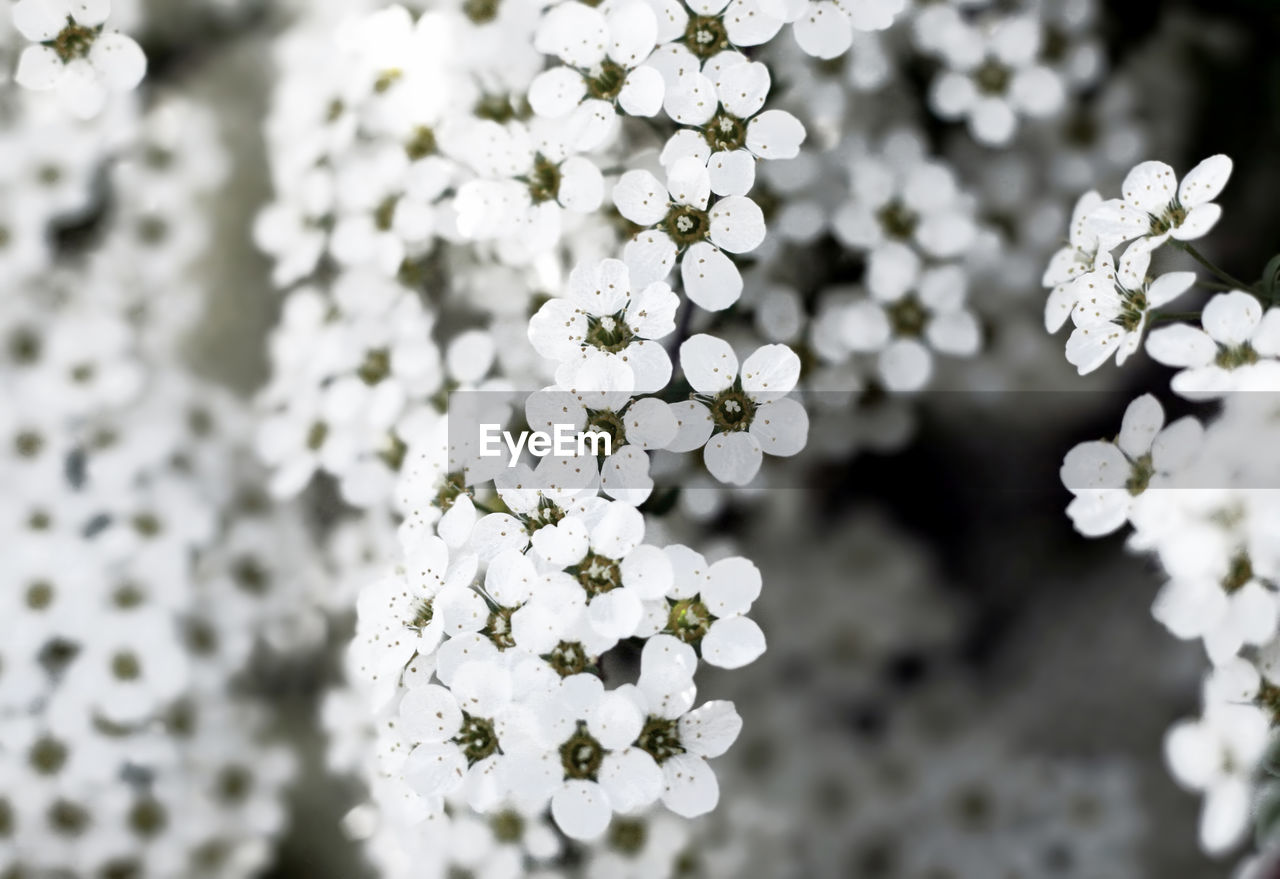 plant, flower, flowering plant, blossom, branch, beauty in nature, nature, white, freshness, fragility, close-up, macro photography, springtime, growth, no people, selective focus, spring, flower head, tree, outdoors, inflorescence, focus on foreground, petal, botany, yarrow, day