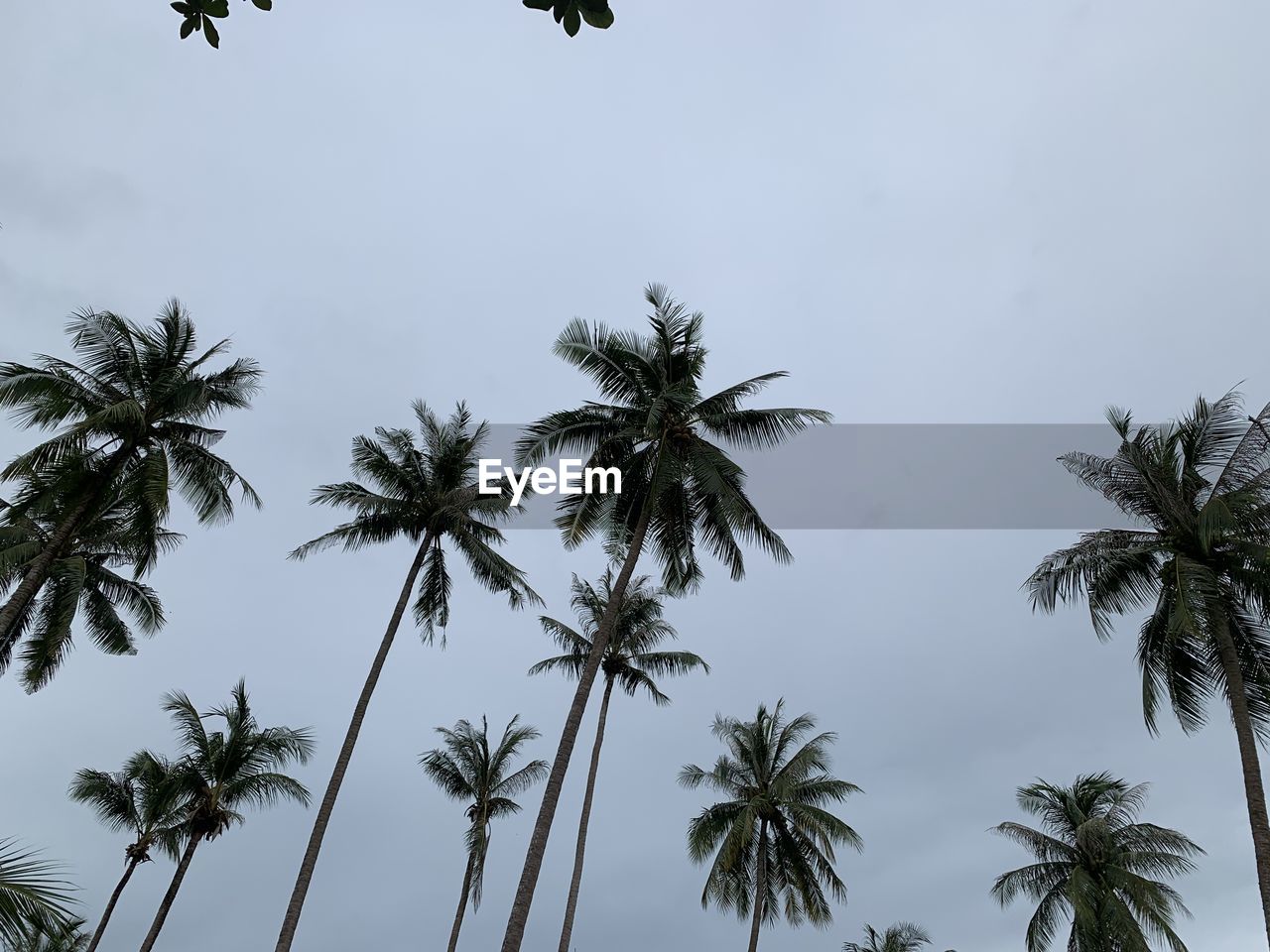 LOW ANGLE VIEW OF PALM TREES AGAINST SKY