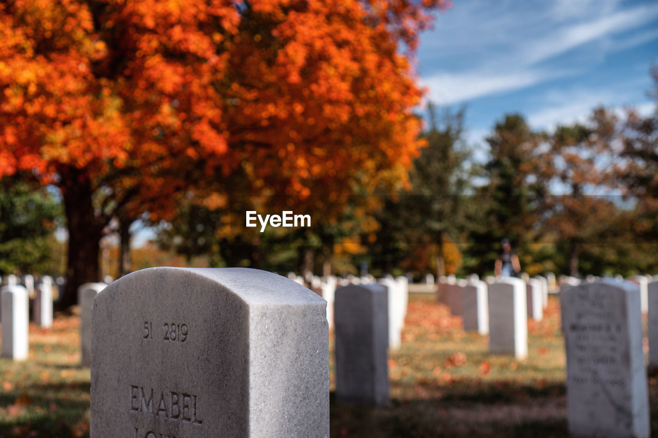 Trees growing in cemetery during autumn