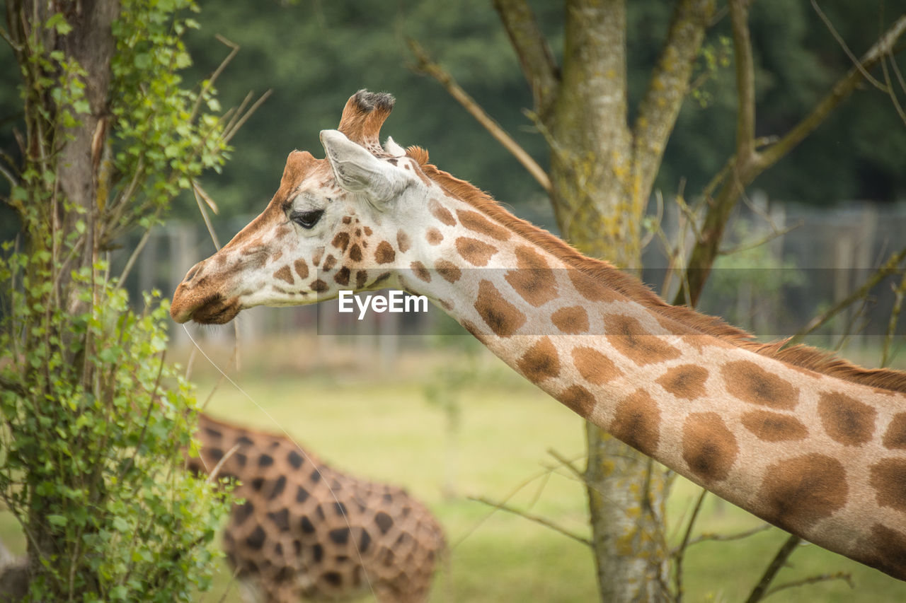 Close-up of giraffe against trees