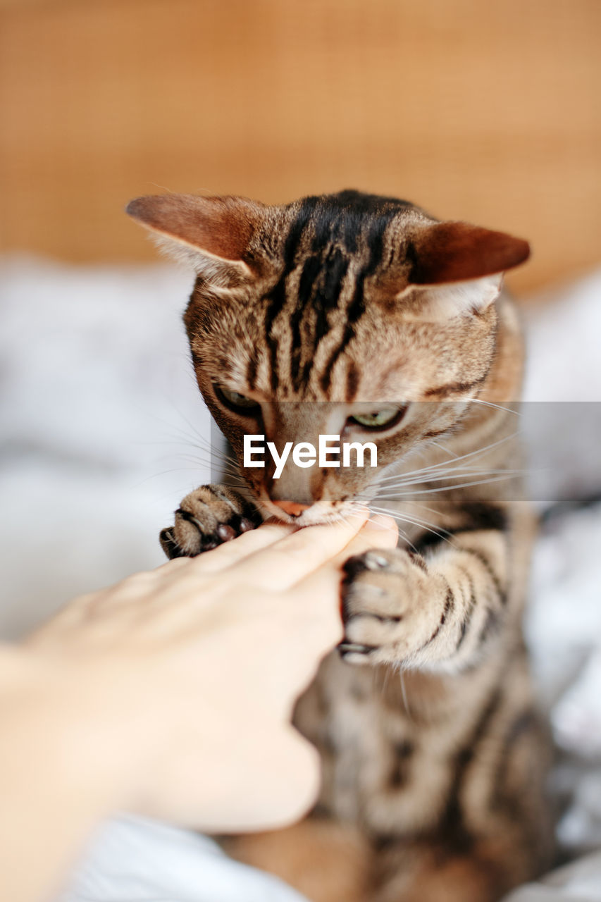 CAT WITH HAND ON CARPET