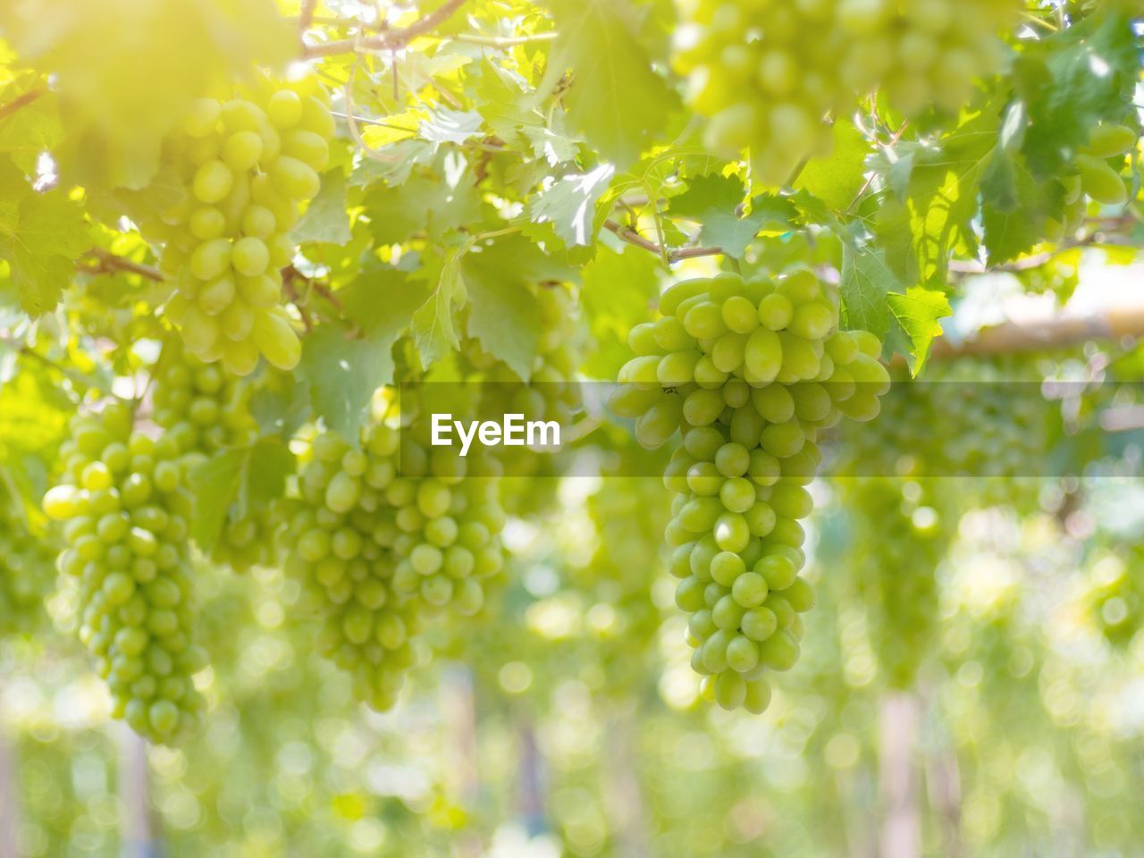 CLOSE-UP OF GRAPES