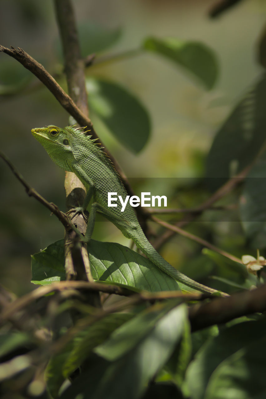 CLOSE-UP OF LIZARD ON TREE