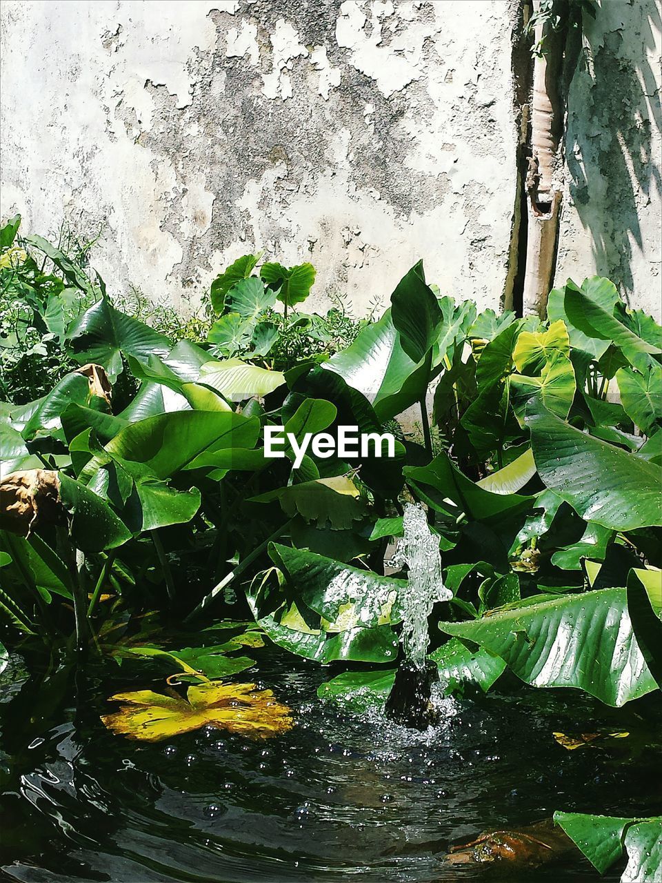 HIGH ANGLE VIEW OF FRESH GREEN PLANT WITH WATER