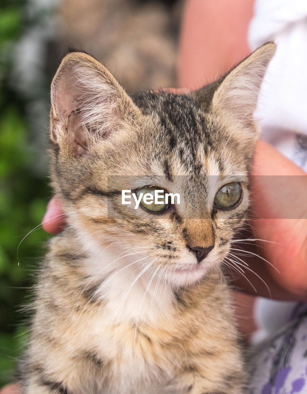 Cropped image of woman touching kitten