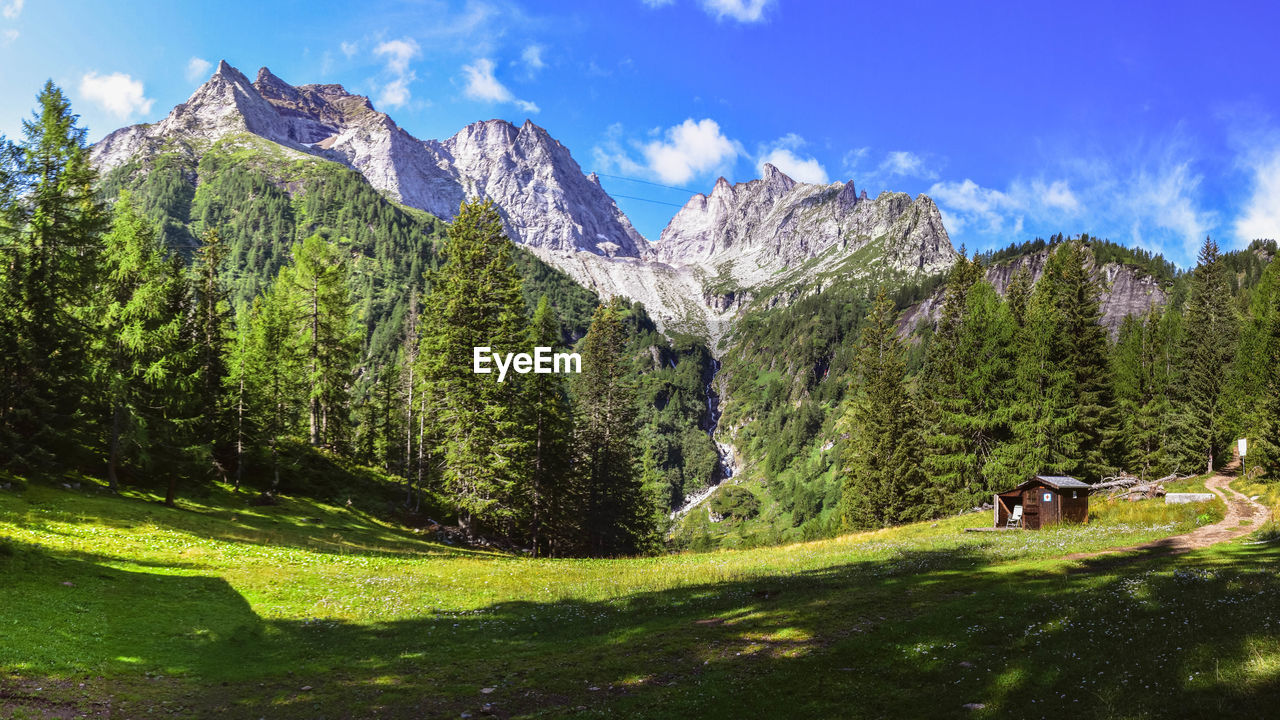 PANORAMIC SHOT OF TREES ON LANDSCAPE AGAINST MOUNTAIN