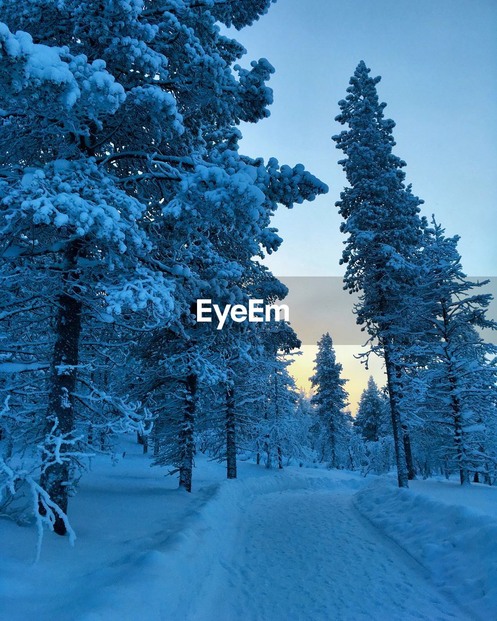 Snow covered pine trees on field against sky