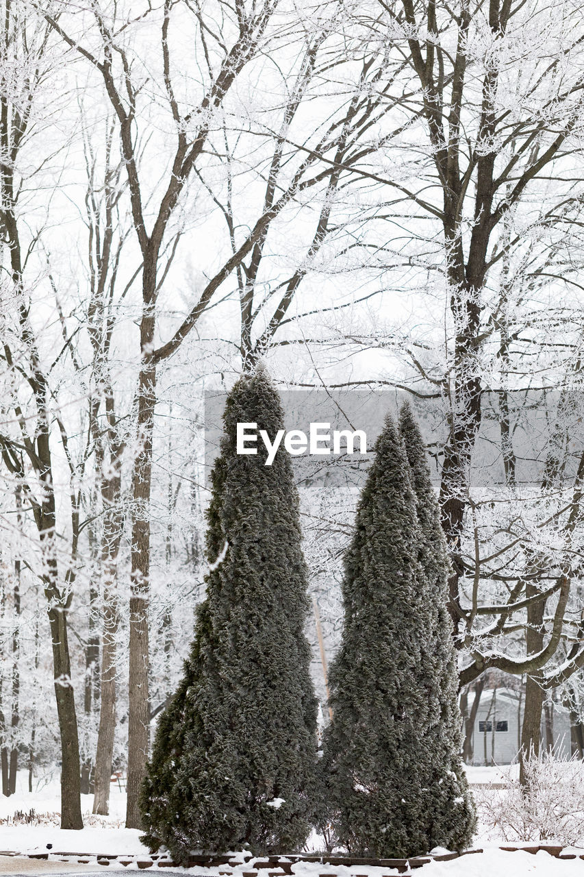 Bare trees on snow covered land