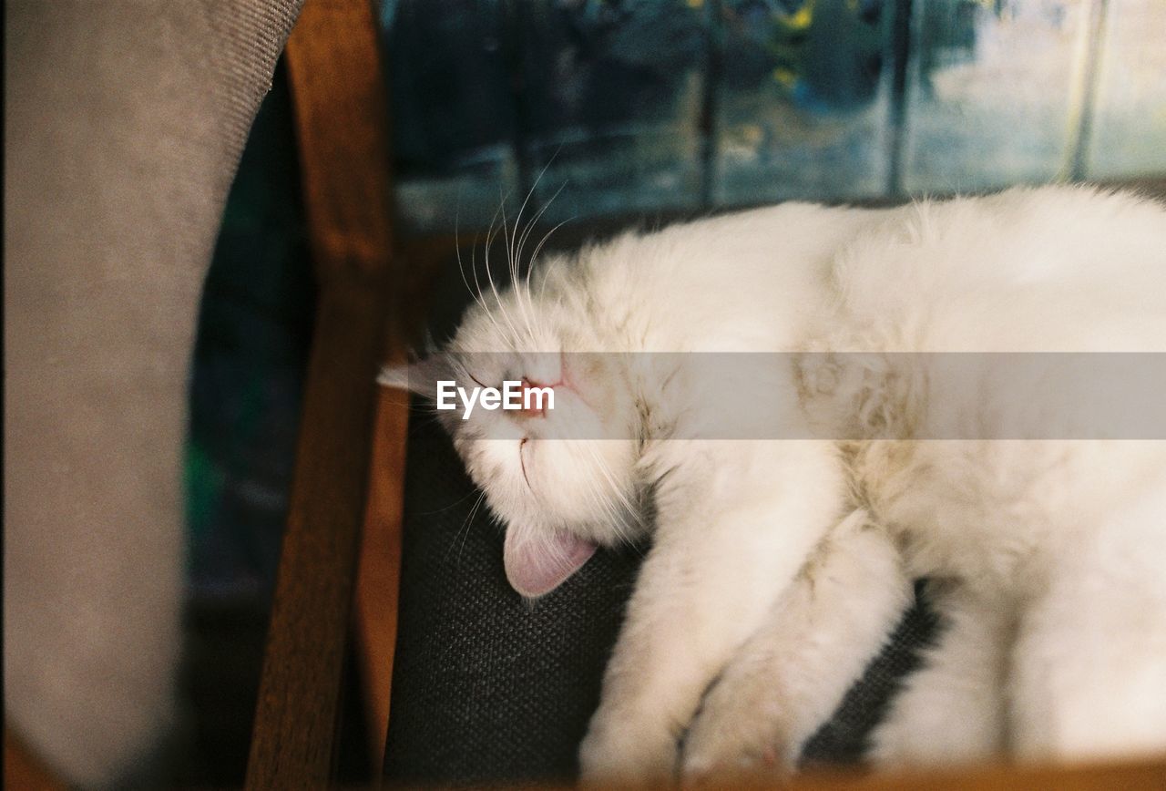 High angle view of cat sleeping on seat at home