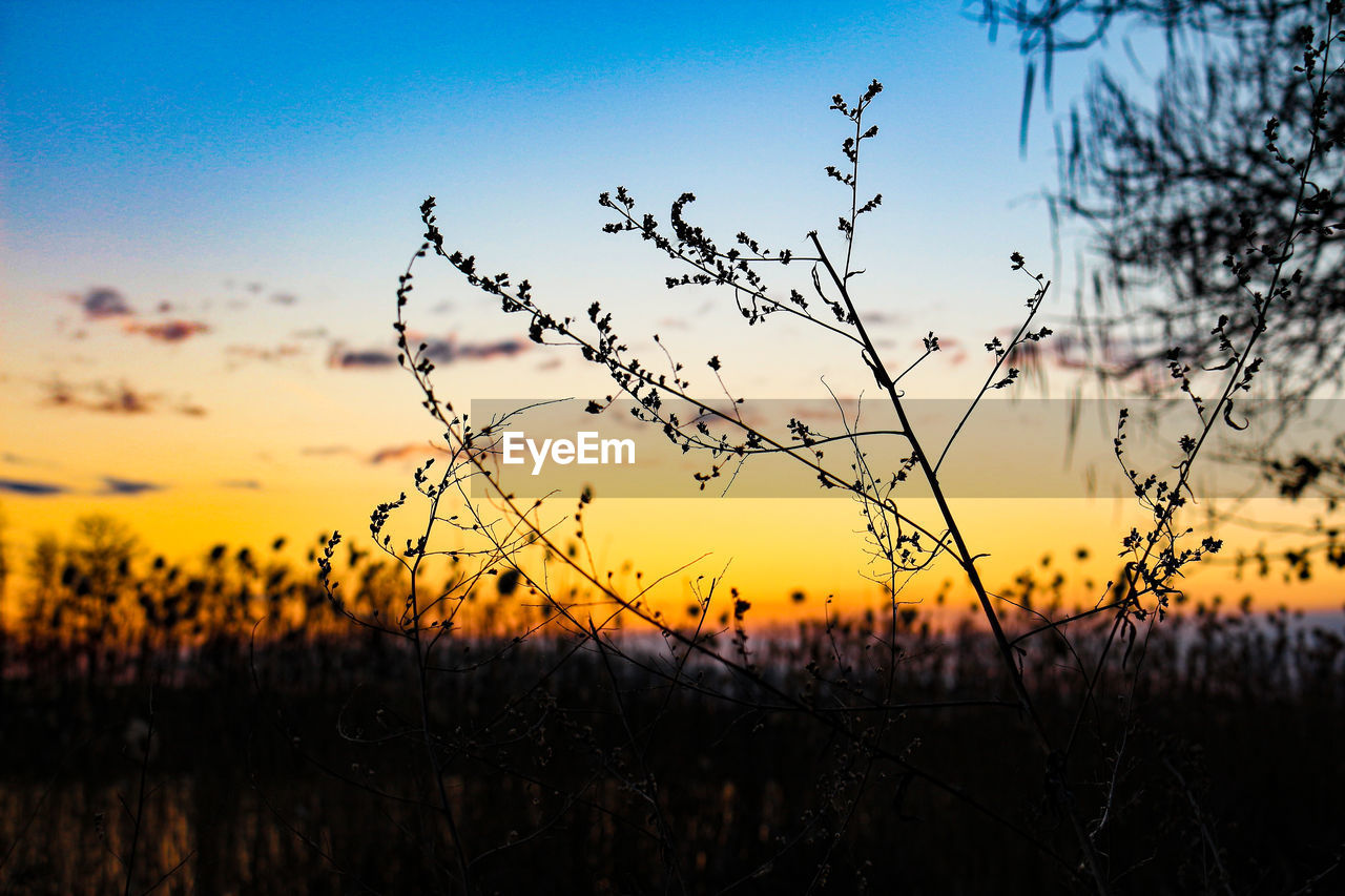 CLOSE-UP OF SILHOUETTE PLANT ON FIELD AGAINST SKY DURING SUNSET