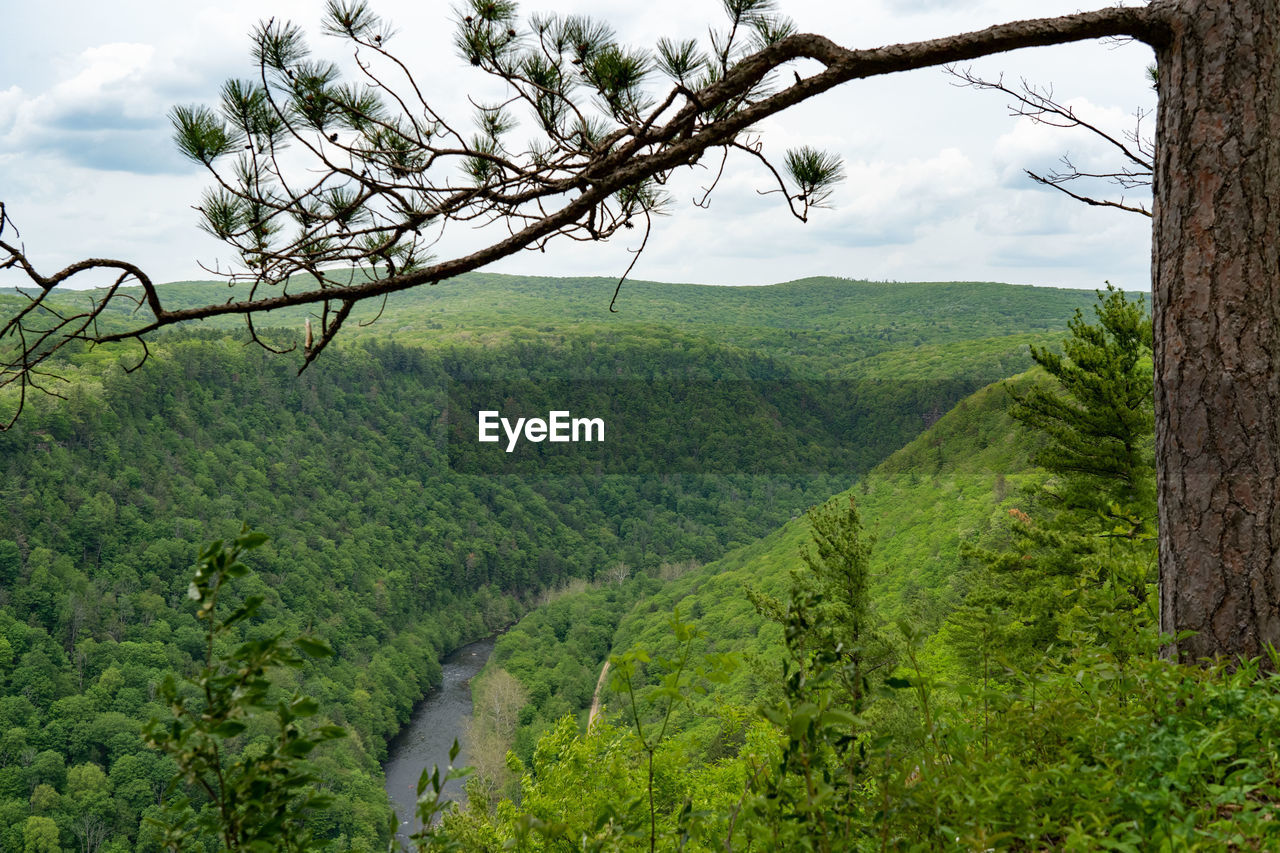 SCENIC VIEW OF LANDSCAPE AND TREES AGAINST SKY