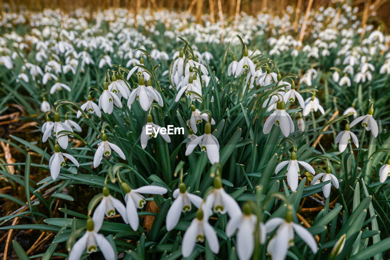 plant, flower, flowering plant, beauty in nature, growth, snowdrop, freshness, nature, land, field, white, green, close-up, no people, fragility, grass, petal, day, leaf, plant part, outdoors, springtime, flower head, landscape, inflorescence, focus on foreground, environment, flowerbed