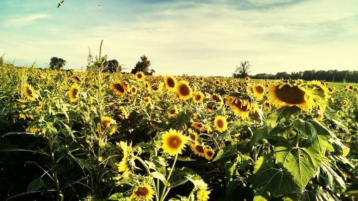 SUNFLOWER FIELD AGAINST SKY