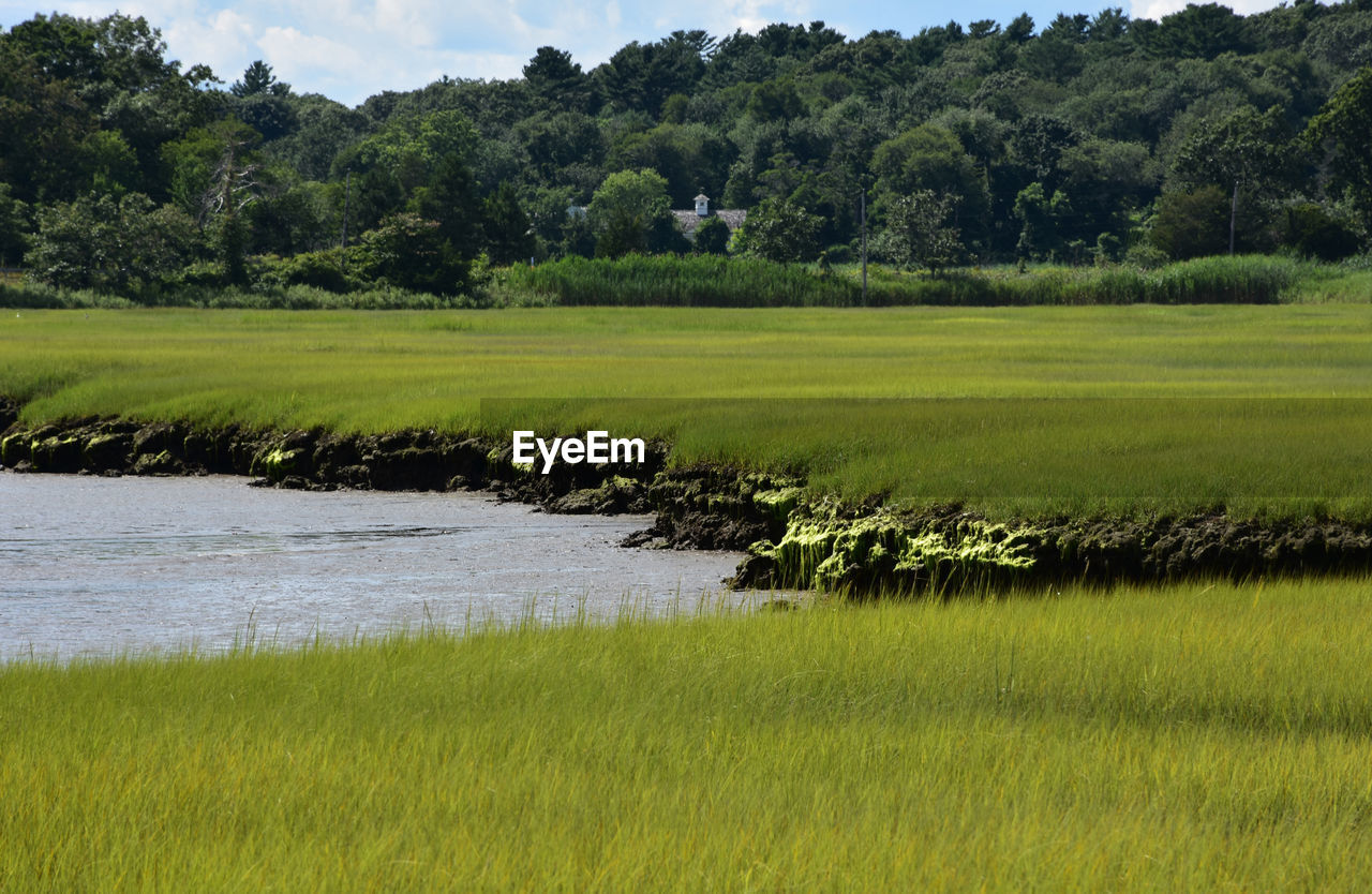 plant, grassland, tree, plain, green, landscape, field, grass, pasture, natural environment, environment, land, nature, prairie, scenics - nature, meadow, sky, paddy field, beauty in nature, rural area, no people, water, marsh, tranquility, wetland, rural scene, growth, tranquil scene, outdoors, agriculture, non-urban scene, activity, day, forest, hill, sport venue, lake, golf course, golf